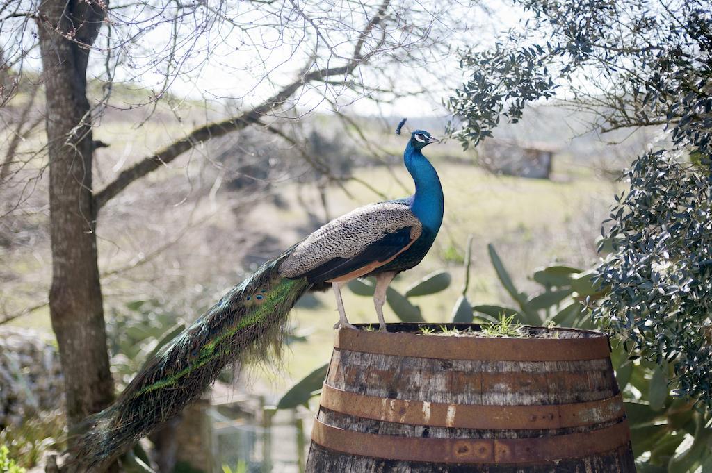 Aldeia Da Mata Pequena Hotel Mafra Luaran gambar